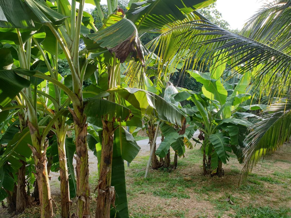 Baan Suan Coconut Ko Yao Noi Hotel Eksteriør billede